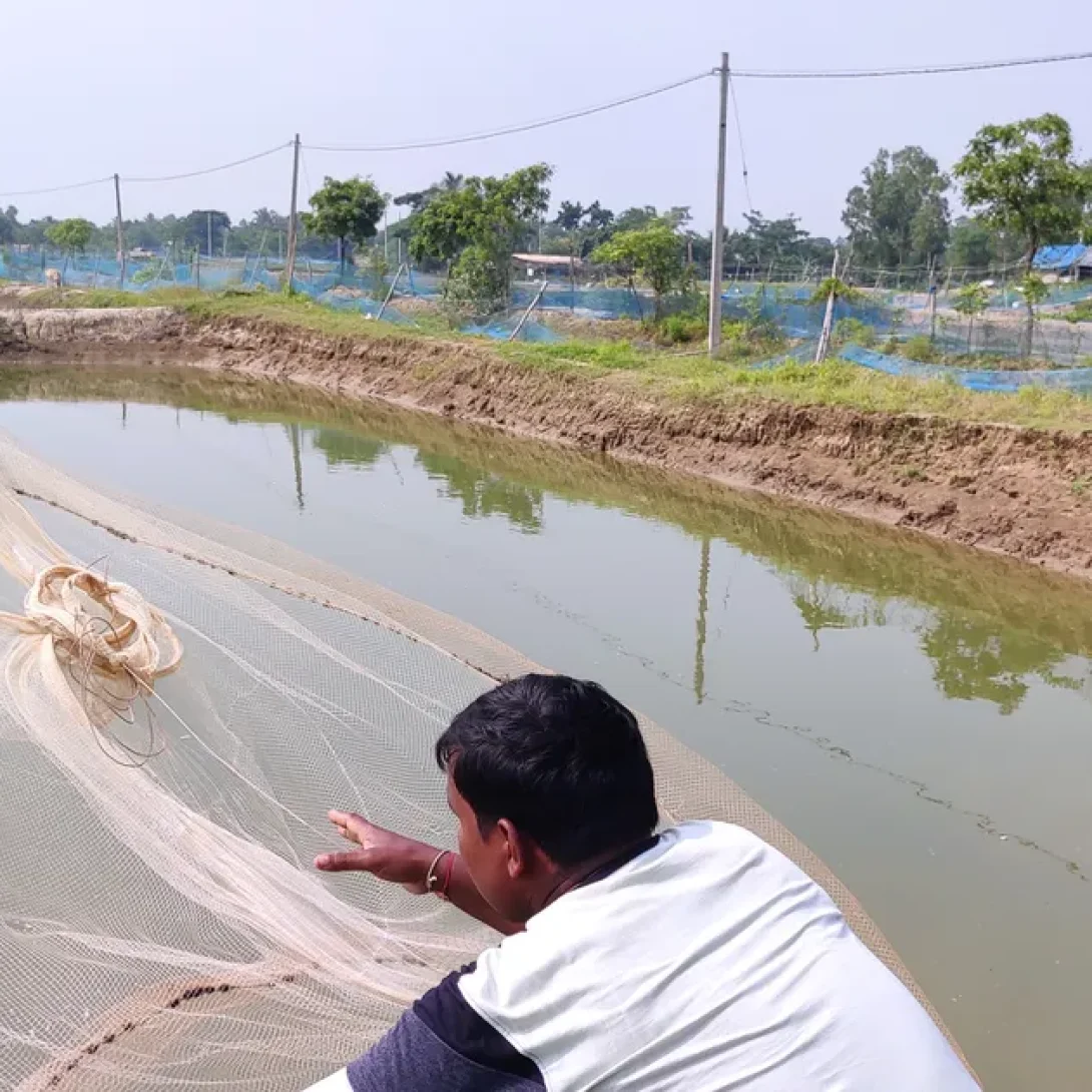fish_articles_India_bengal-shrimp-credit-gurvinder-singh-rabindra-2 fish_articles_India_bengal-shrimp-credit-gurvinder-singh-rabindra-2